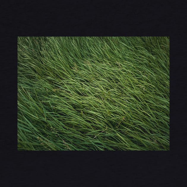 green grass sway in the wind by psychoshadow